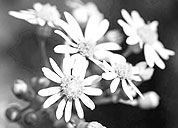 免费DDOS攻击测试工具